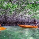 Mangrove Kayak Tour