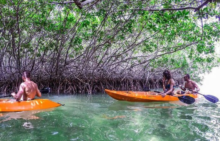 Mangrove Kayak Tour