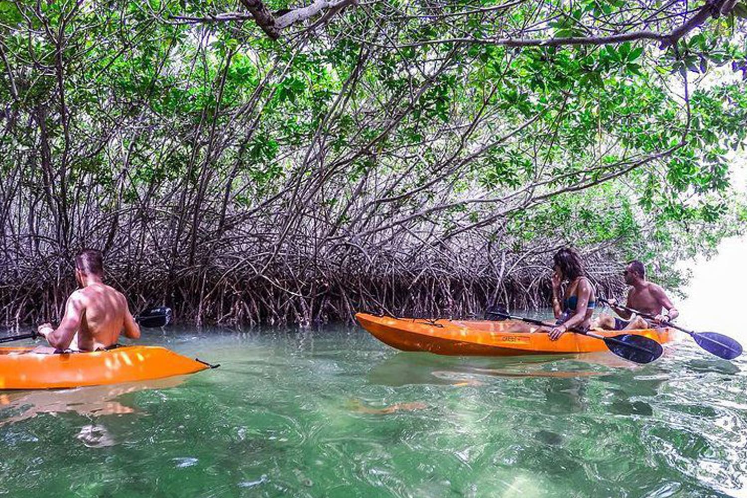 Mangrove Kayak Tour